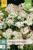 Allium neapolitanum, 25 stuks