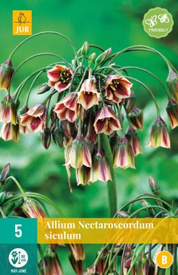 Allium (nectaroscordum) siculum 5 stuks