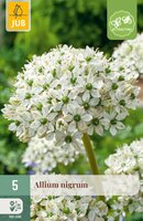Allium nigrum, 5 stuks