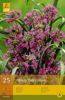 Allium oreophilum 25st - afbeelding 3