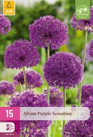 Allium Purple Sensation, 15 stuks