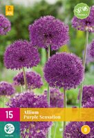 Allium purple sensation 15 stuks