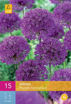 Allium purple sensation 15st - afbeelding 1