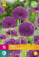 Allium purple sensation 15st - afbeelding 2
