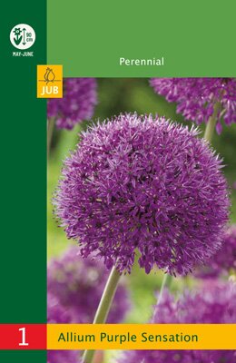 Allium purple sensation 1 stuks