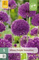 Allium Purple Sensation, 5 stuks