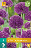 Allium purple sensation 5st - afbeelding 3