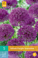 Allium purple sensation 5st - afbeelding 2