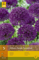 Allium purple sensation 5st - afbeelding 3