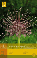 Allium schubertii 3st - afbeelding 3