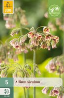 Allium siculum, 5 stuks