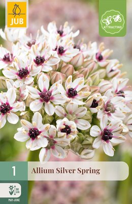 Allium Silver Spring, 1 stuks