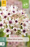 Allium Silver Spring, 1 stuks