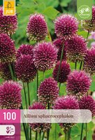 Allium sphaerocephalon, 100 stuks