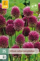Allium sphaerocephalon, 25 stuks