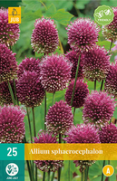 Allium sphaerocephalon 25st - afbeelding 3