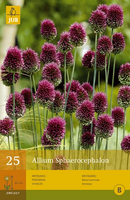 Allium sphaerocephalon 25st - afbeelding 3