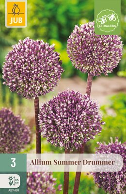 Allium Summer Drummer, 3 stuks