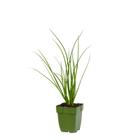 Allium tuberosum P11 - afbeelding 2