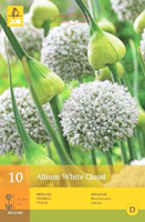 Allium white cloud 10st - afbeelding 3