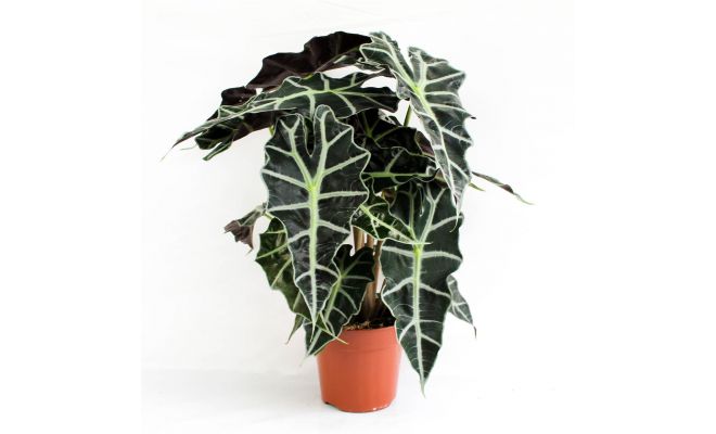 Alocasia Amazonica Polly (Olifantsoor) , pot 17, h 45 cm