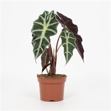 Alocasia amazonica 'Polly, pot 12 cm, h 30 cm