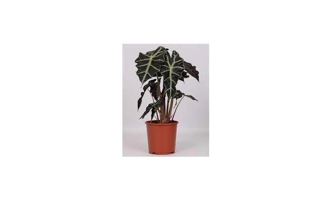 Alocasia amazonica Polly (Olifantsoor), pot 17 cm, h 45 cm