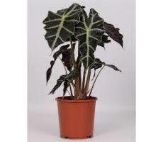 Alocasia amazonica Polly (Olifantsoor), pot 17 cm, h 45 cm