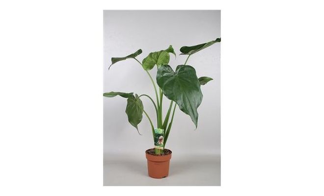 Alocasia cucullata (Olifantsoor), pot 19 cm, h 70 cm