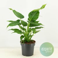 Alocasia Cucullata (Olifantsoor), pot 24 cm, h 90 cm - afbeelding 2