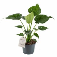 Alocasia Cucullata (Olifantsoor), pot 24 cm, h 90 cm - afbeelding 3