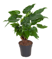 Alocasia Cucullata (Olifantsoor), pot 24 cm, h 90 cm - afbeelding 1