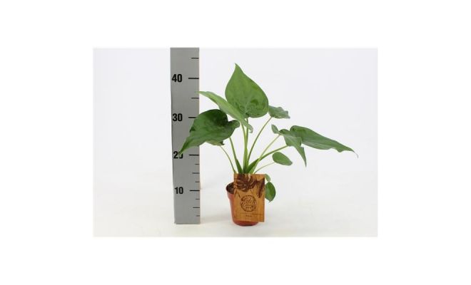 Alocasia Cucullata (Olifantsoor), pot 12 cm