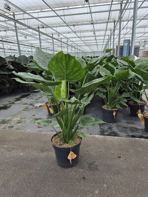 Alocasia cucullata, pot 35 cm, h 125 cm