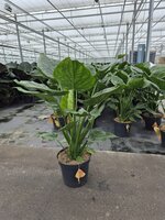 Alocasia cucullata, pot 35 cm, h 125 cm