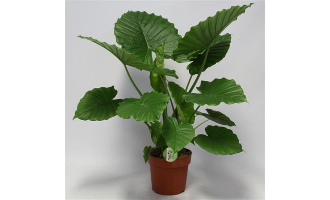 Alocasia Gageana (Olifantsoor)