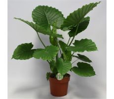 Alocasia Gageana (Olifantsoor)