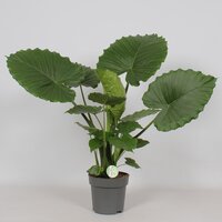 Alocasia gageana (Olifantsoor), pot 21 cm, h 85 cm