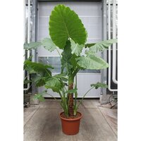 Alocasia macrorrhiza, pot 40 cm, h 150 cm