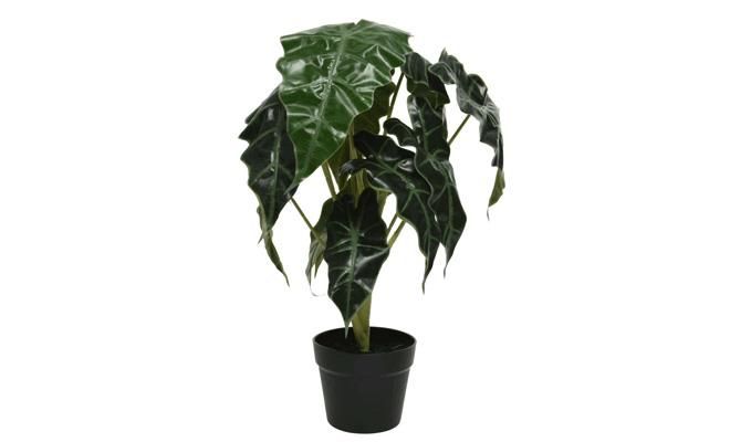 Alocasia pes i/pot d45h57cm groen