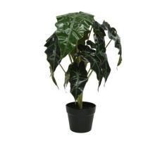 Alocasia pes i/pot d45h57cm groen