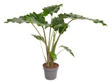 Alocasia portodora (Olifantsoor), pot 24 cm, h 110 cm