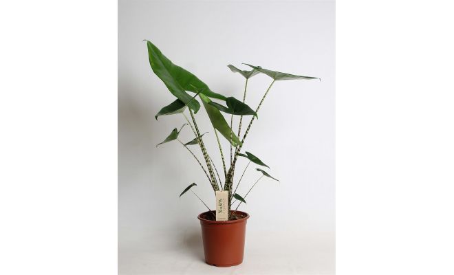 Alocasia Zebrina (Olifantsoor), pot 14 cm, h 45/50 cm