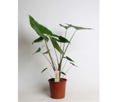 Alocasia Zebrina (Olifantsoor), pot 14 cm, h 45/50 cm