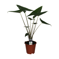 Alocasia zebrina (Olifantsoor), pot 19 cm, h 70 cm