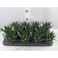 Aloe aristata 'Tiki Tahi', pot 9 cm
