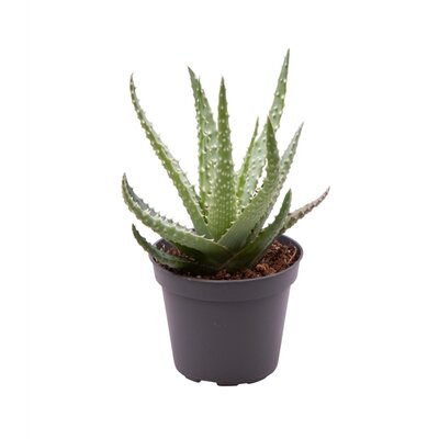 Aloe humilis, pot 10,5 cm, h 15 cm