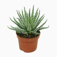 Aloe humilis shark pot 10,5cm, H 25cm - afbeelding 2