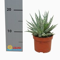 Aloe humilis shark pot 10,5cm, H 25cm - afbeelding 3