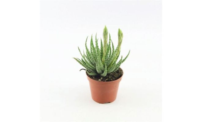 Aloe humilis shark pot 10,5cm, H 25cm - afbeelding 1